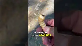 Witchetty Grub: Australia&rsquo;s Most Extreme Snack! 🐛🔥 #foodchallenge #food #exoticstreetfoods