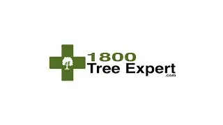 Arborist assessment on maple tree and pine tree squirrel & woodpecker activity and decay pockets