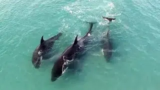 ORCAS OF SEA LION ISLAND, FALKLAND ISLANDS