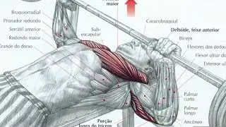 Exerc&iacute;cio Supino Reto: Como fazer?