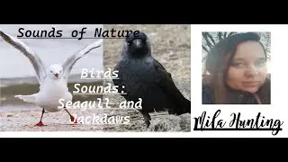 SOUNDS OF NATURE / BIRDS SOUNDS: SEAGULL AND JACKDAWS - PART 2 / Mila Hunting # 3
