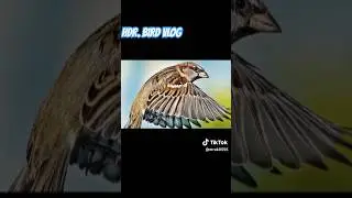 Sparrow now vs 5000 BCE #sparrow #vrialshortvideo