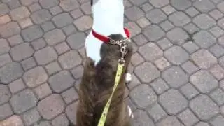 Expert Dog Training In Tampa: Dog Tags