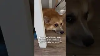 Как я его понимаю 😂&hellip; хотя, нет 😄 #corgi #корги #мем #dogvideo #питомцы #контент