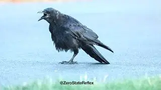 3 Caws and a Crow Walking Around