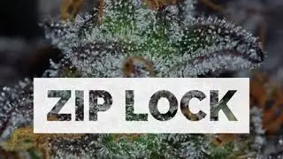 VERSACE GANG - ZIP LOCK
