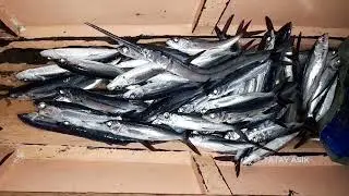 Panghuhuli Ng Flying Fish Sa Gabi Gamit Ang Lambat - Net Fishing EP35 | Buhay Mangingisda