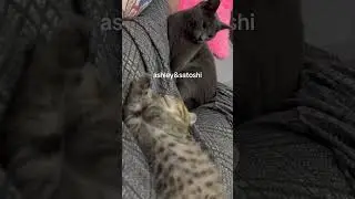 Malungkot ba mukha ni ashley or inaantok? 🐈 #ashey #satoshi #kitten #cat #siblings #tabbycat
