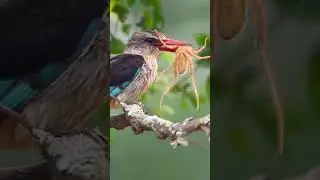 Watch This Amazing Brown-hooded Kingfisher Catch Its Prey