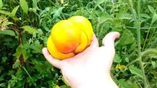 GIANT Pineapple Tomatoes Harvest!!!!