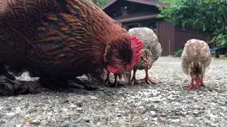 Chicken Mother with (adopted) baby Guinea Hen Eating Rice close up