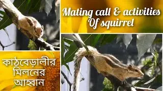 Mating call & activities of squirrel #nature #wildlife #matingcall #squirrel