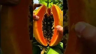 specialties testing fruits #gradening #fruitrees #fruit #youtubeshorts #mangocrop #shortvideo