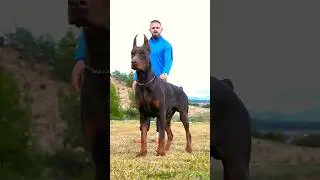 DOBERMAN vs. PITBULL