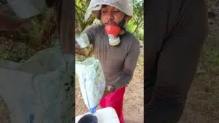 fungicida recop quem usa ai