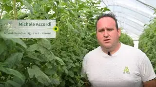 Pomodoro cuore di bue Araldino RZ: intervista a Michele Accordi