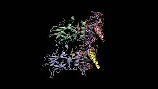 p53: The Guardian of the Genome &ndash; Tetramer Bound to DNA (3D Rotation)