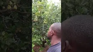 2024 cashew season