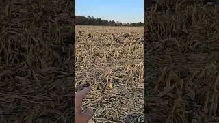Solo field hunt #fieldhunting #goosehunting #goosehunt
