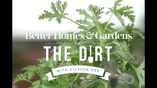 How to Propagate Houseplants | The Dirt | Better Homes & Gardens