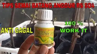 SEMAI BATANG ANGGUR ROOTSTOCK SO4