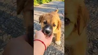 Lonely Baby Puppy Gets Rescued 😍 #shorts