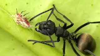 Insects08 ants aphids psyllids