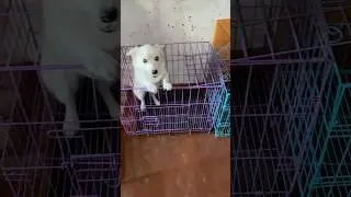 Different colours #puppy #cute #dog #love #shortvideo #trending #fypシ゚