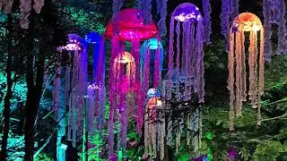 Walking ‘The Enchanted Forest’ 2023  |  Pitlochry, Scotland [4k 🎥 🎧]