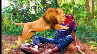 Lion Attack Jungle In Boys | Lion King In Jungle | Lion Attack 