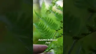Plants Without Seeds?! - Ferns Reproduce Via Spores!