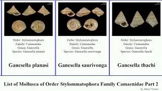 List of Mollusca of Order Stylommatophora Family Camaenidae Part 2 ganesella chloritis helicostyla