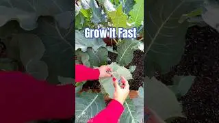 Grow These Edible Plants in Days! Perfect for Beginners 🍽️ #EasyGardening