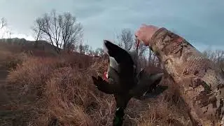 Missouri River Duck Hunt in Central Montana