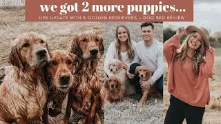WE GOT 2 MORE PUPPIES | MAJOR LIFE UPDATE + PupShow Dog Bed Review!