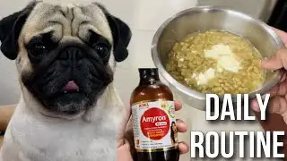 Shiro Ka Daily Routine 🐶❤️ Pug Daily Routine | Pug Diet | Pug Puppy Daily Routine