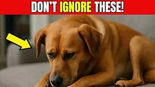 14 Silent Signs Your Dog Is in Pain That You Don&rsquo;t Notice