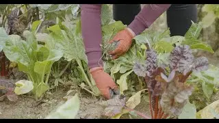 HelpFood 4.0 - Scalabilit&agrave; dell'ecosistema alimentare