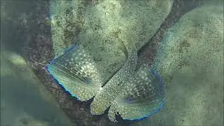 Rondine di Mare Pesce civetta - Dactylopterus volitans - HD - Intotheblue.it