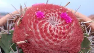 Cactos, Orbeas, mamilarias e Euphorbia.