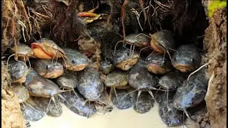 Unbelievable Fishing! Find Fish in Dry Lake Found Underground Hole & Catch a lot of Monsters Fish
