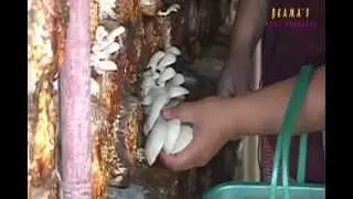 BEAMA'S MUSHROOM (DOST SETUP assisted project)