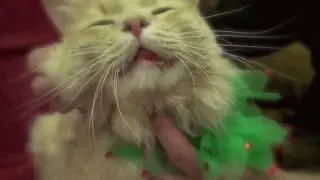 Nevada Humane Society's Home for the Holiday's Cat PSA