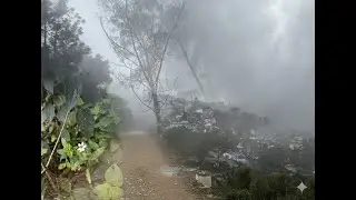 Misty Walk