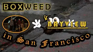 Boxweed & Bayview at The Complex SF