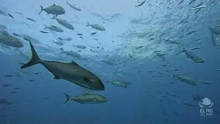 Diving Center El Rei del Mar. Ecodiving | Illes Medes
