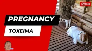 How to Recognize & Treat Pregnancy Toxemia in Goats
