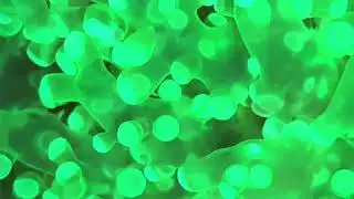 Sabah Neon Frogspawn Coral