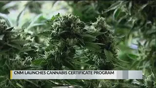 CNM launches cannabis certificate program