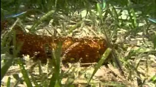 Sea Cucumber Lets Pearl Fish In Its Butt